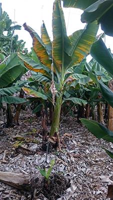 Biological Control Agents Against Fusarium Wilt of Banana